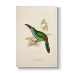 Blood-rumped Groove-billed Aracari - Botanical Print