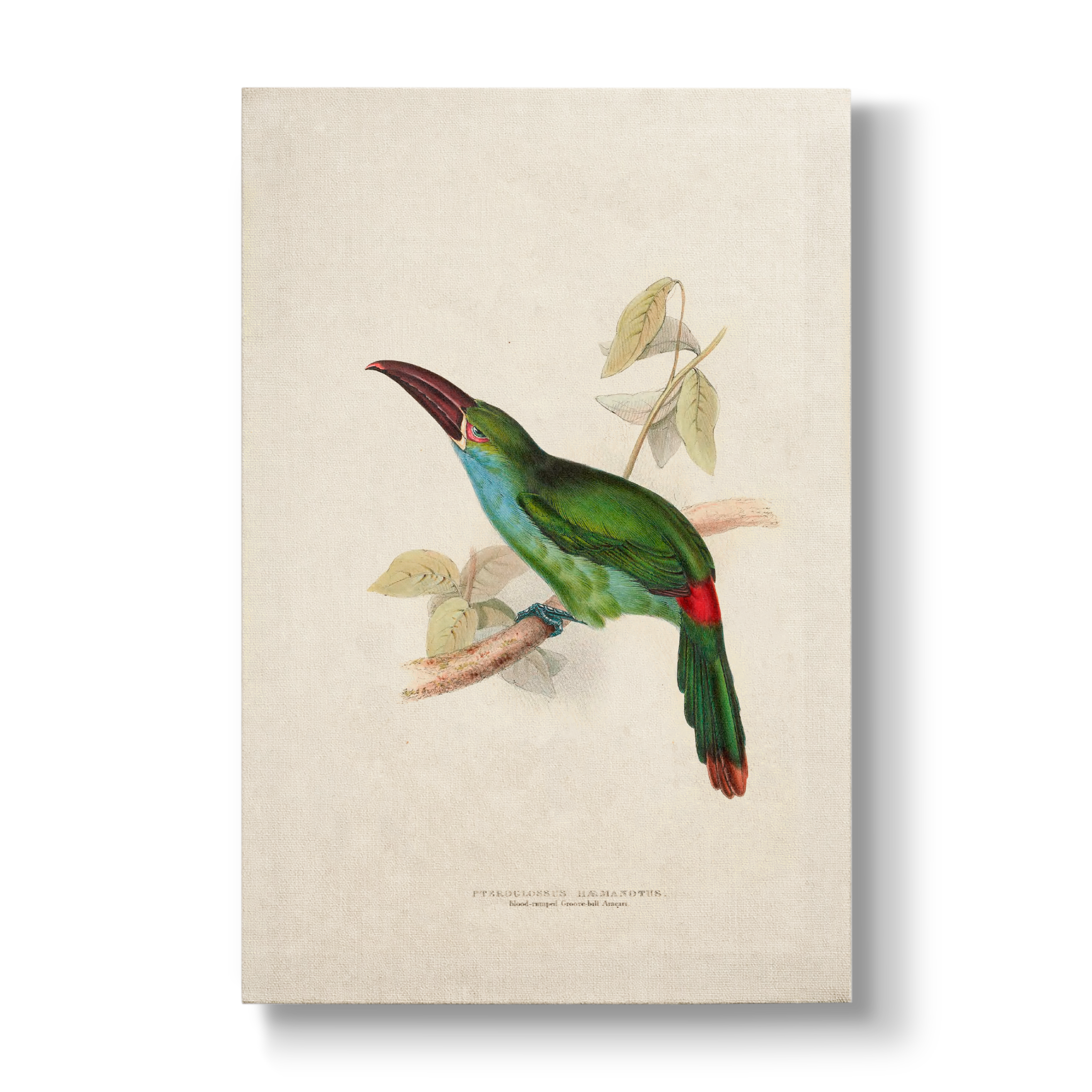 Blood-rumped Groove-billed Aracari - Botanical Print