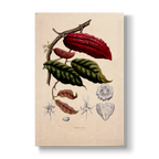 Fruiting and Flowering Branch - Botanical Print
