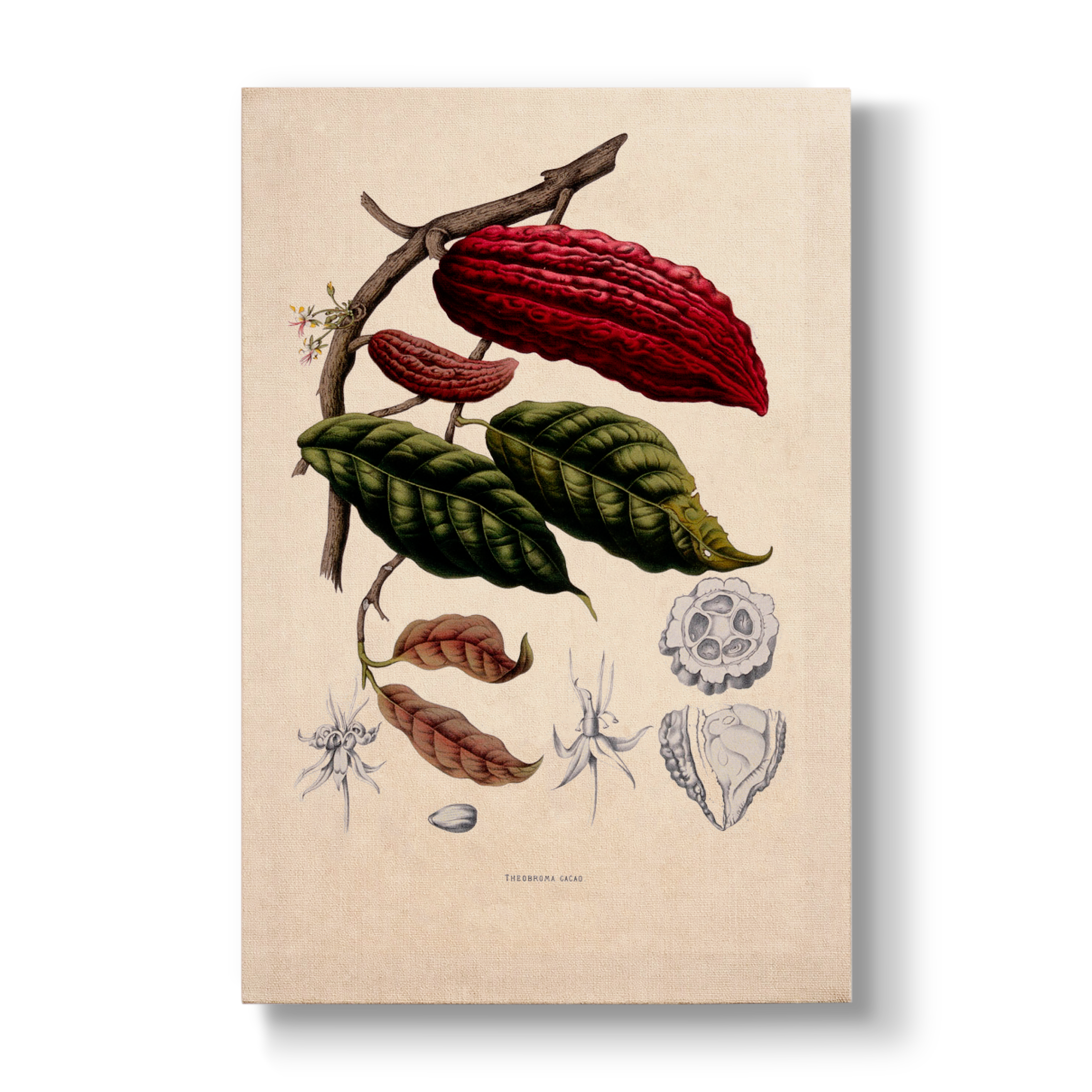 Fruiting and Flowering Branch - Botanical Print