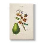 Abrus precatorius L. - Botanical Print