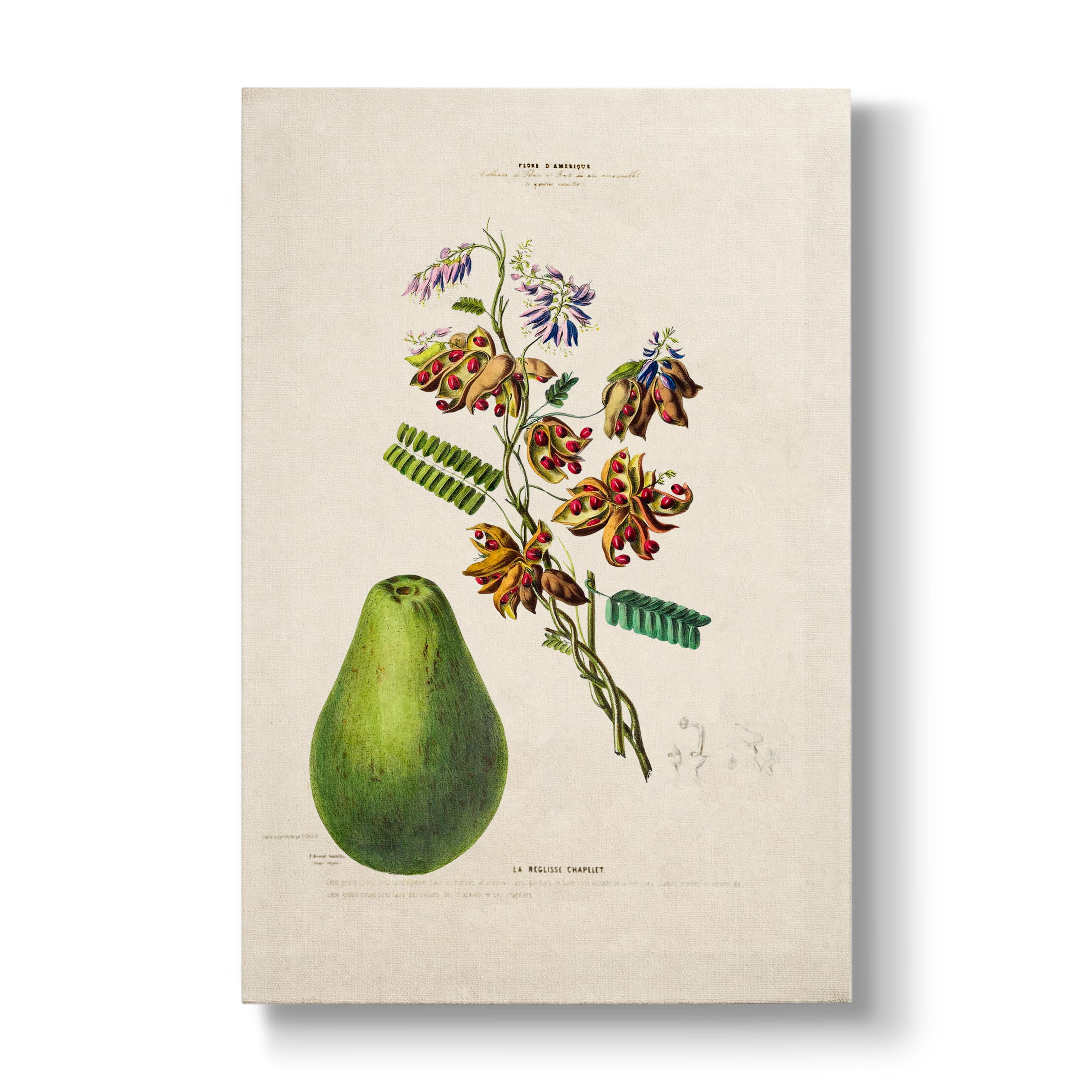 Abrus precatorius L. - Botanical Print