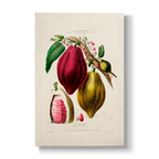 Le Chocolayer Caracas theobroma - Botanical Print