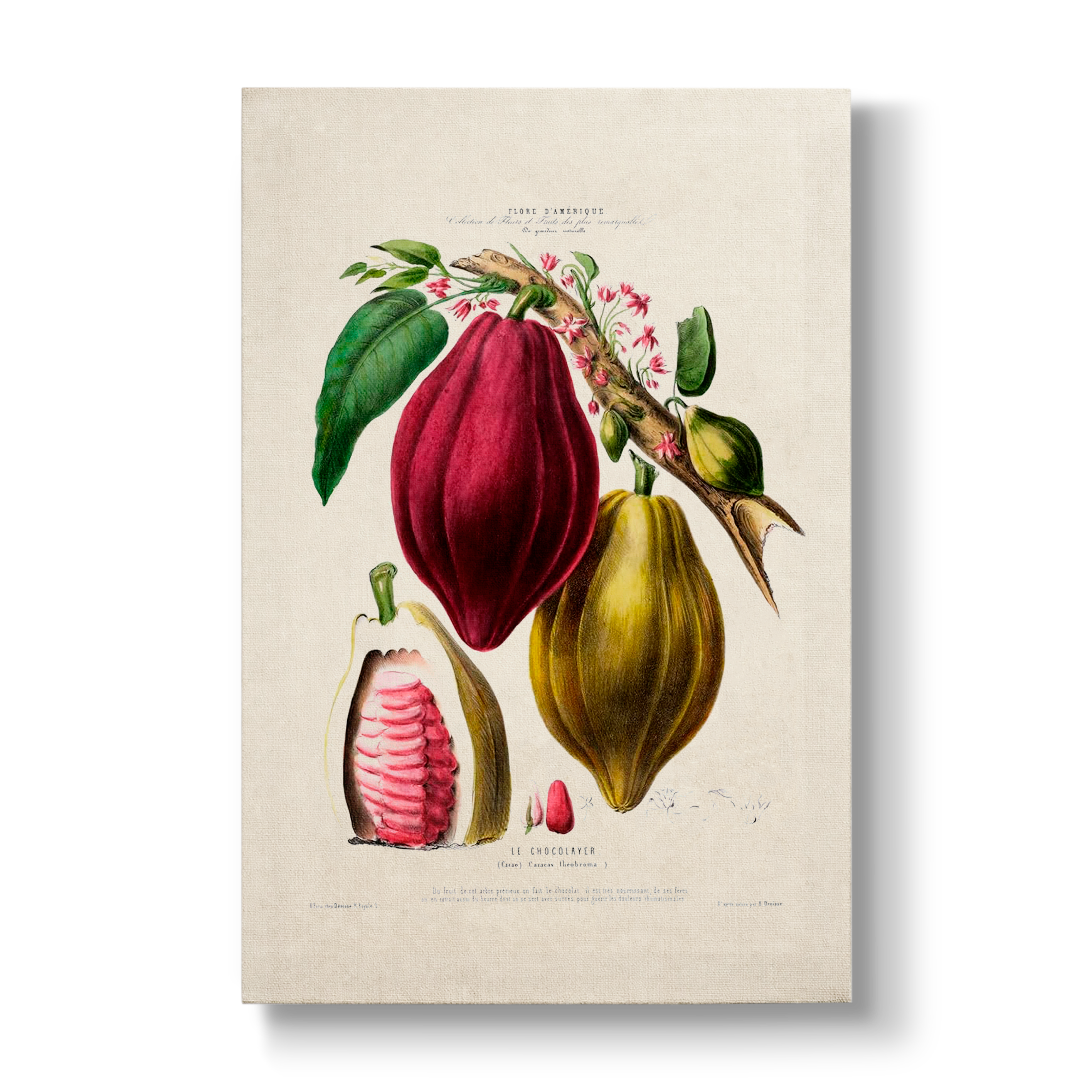 Le Chocolayer Caracas theobroma - Botanical Print