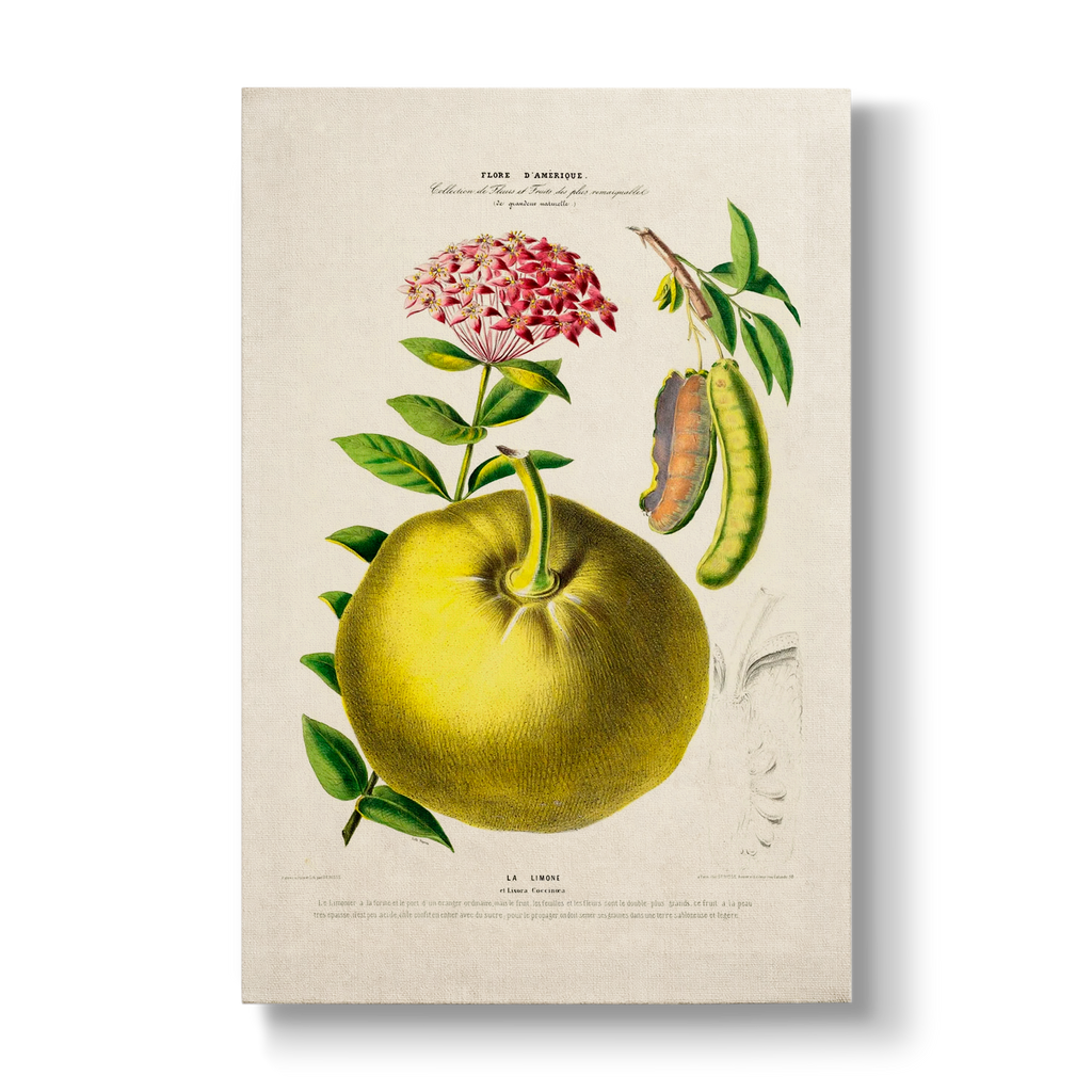 Citrus limon & Ixora coccinea - Botanical Print