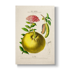 Citrus limon & Ixora coccinea - Botanical Print