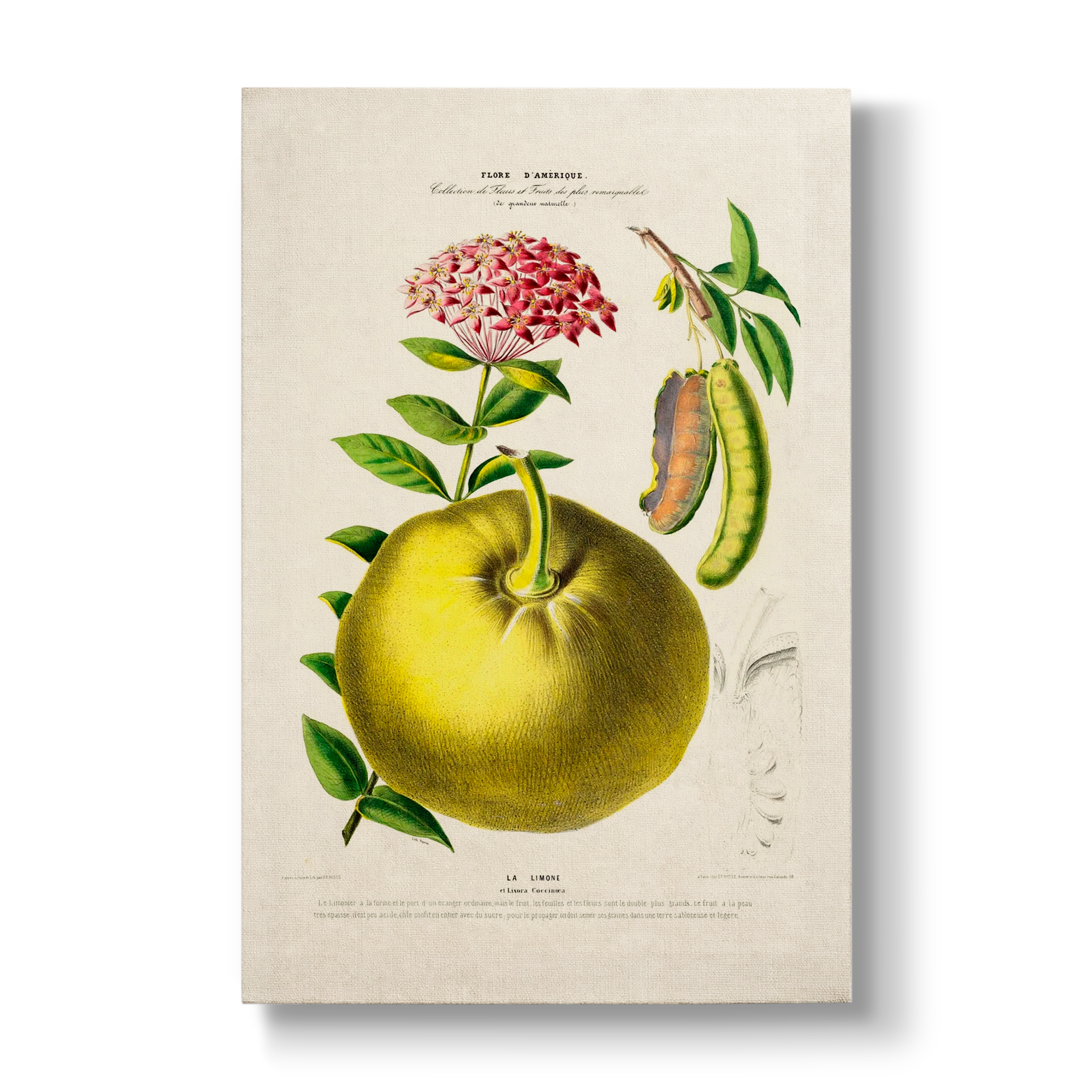 Citrus limon & Ixora coccinea - Botanical Print
