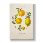 Citrus Les Oranges et Citrons - Botanical Print