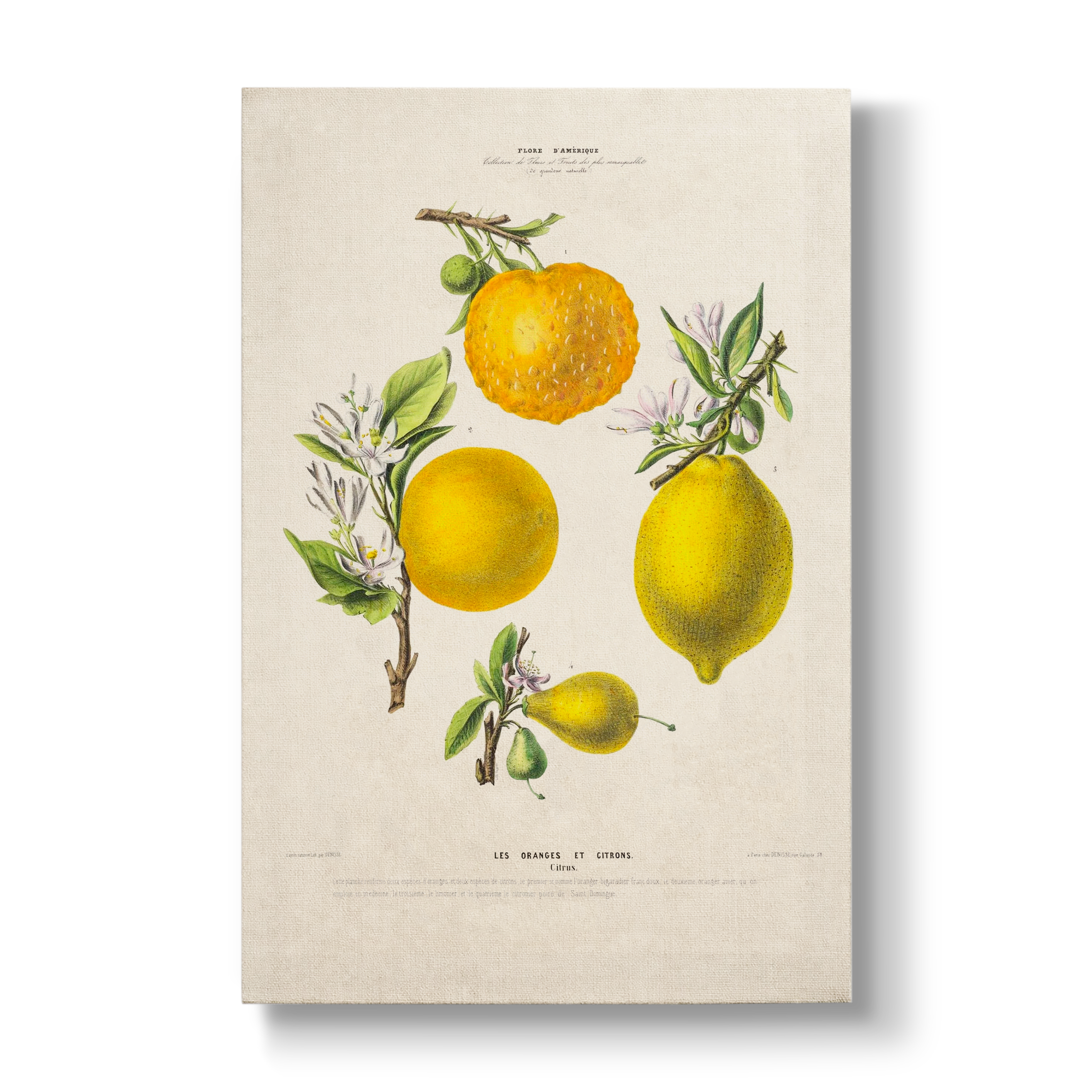 Citrus Les Oranges et Citrons - Botanical Print