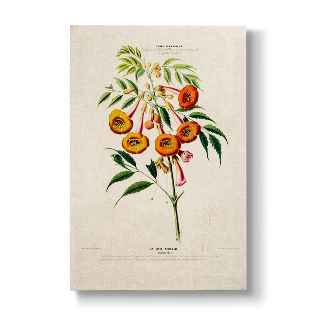 Bignoniaceae - Botanical Print