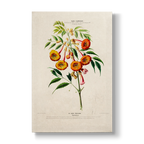 Bignoniaceae - Botanical Print