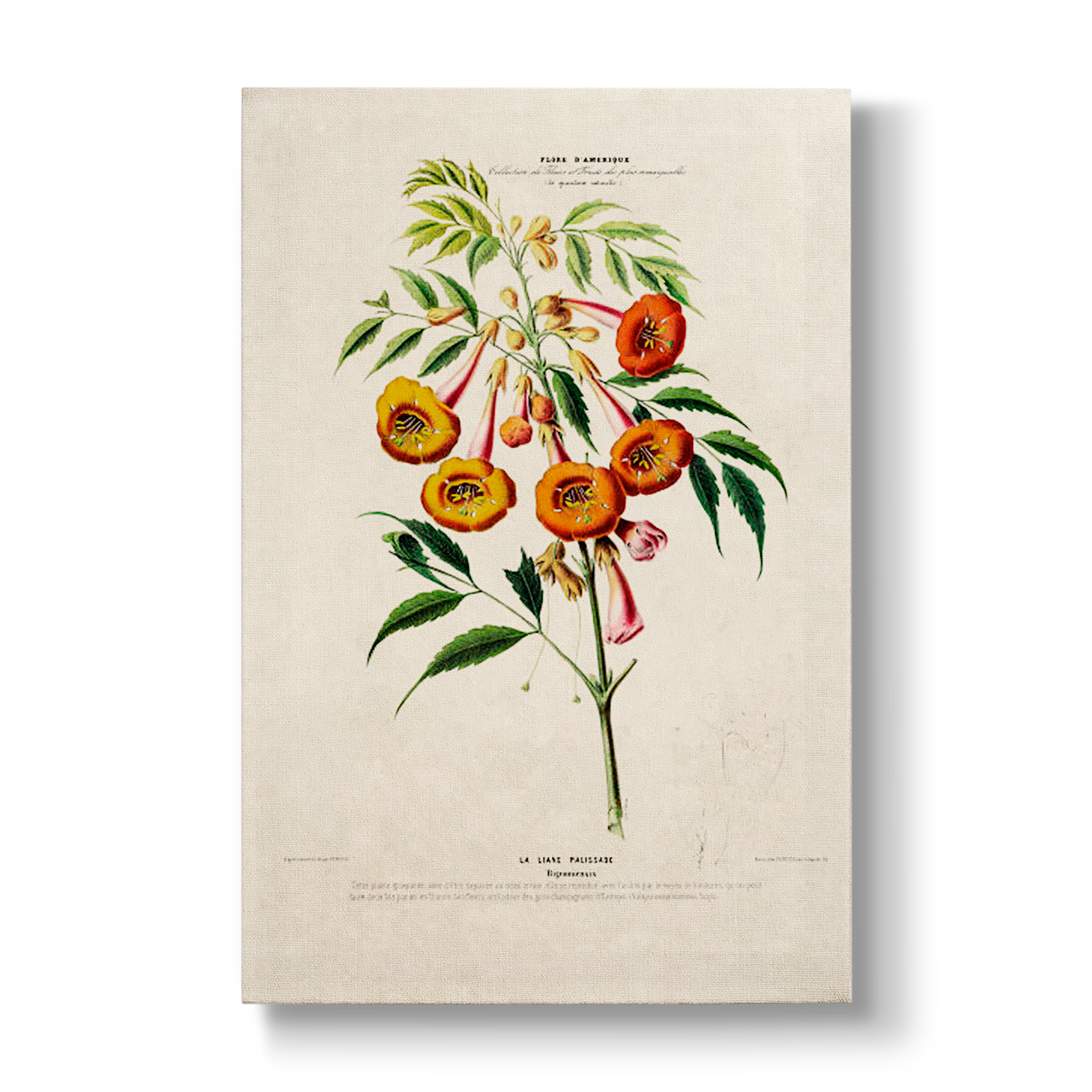 Bignoniaceae - Botanical Print
