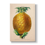 Ananas comosus - Botanical Print