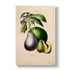Persea gratissima - Botanical Print