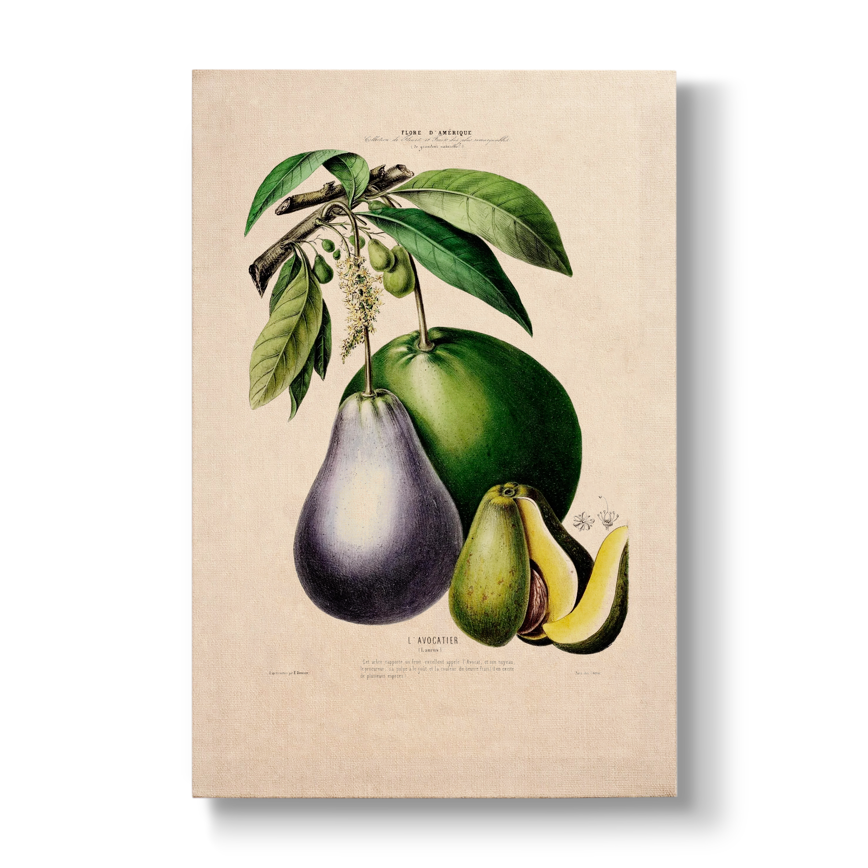 Persea gratissima - Botanical Print