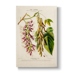 Dolicos grandiflora - Botanical Print