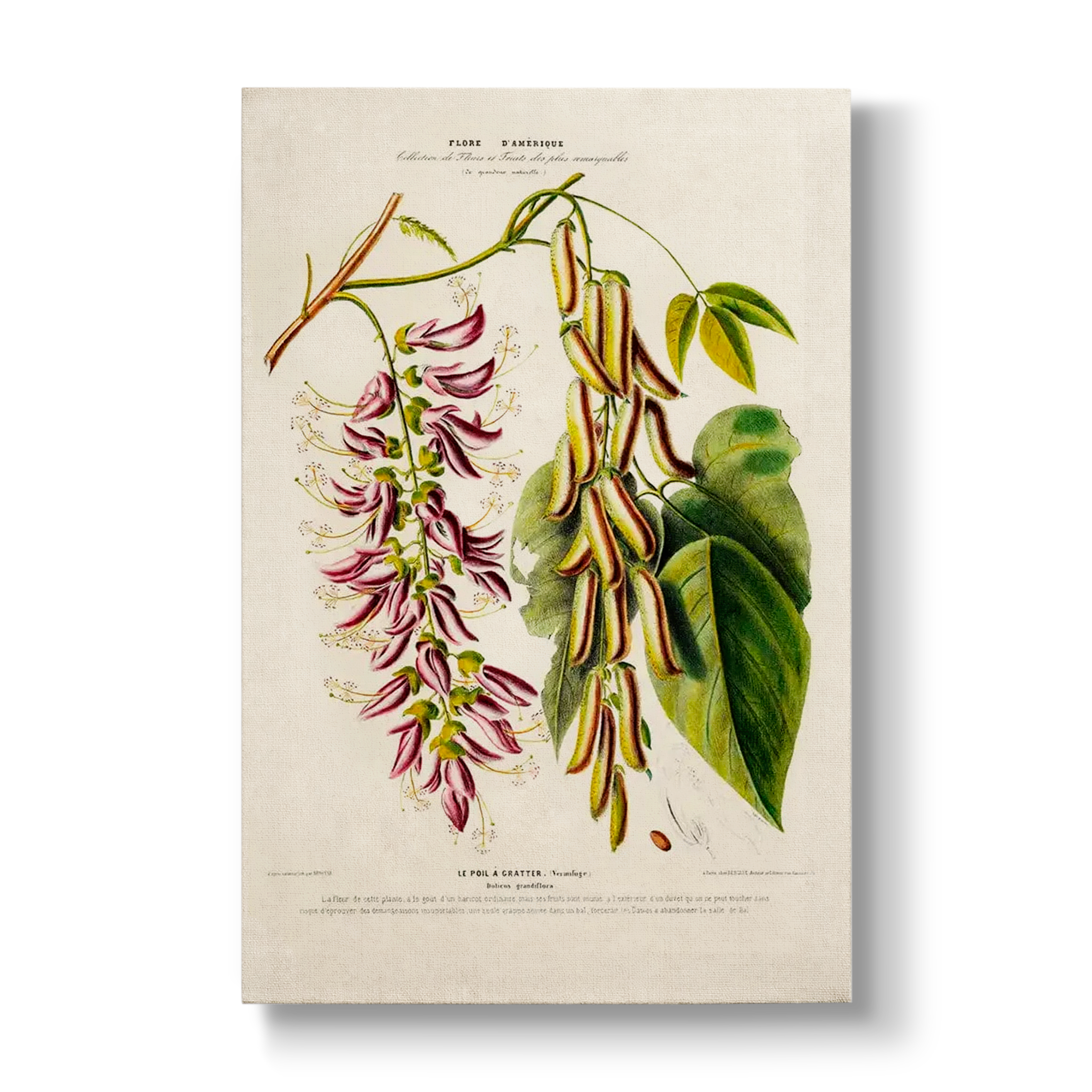 Dolicos grandiflora - Botanical Print