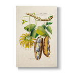 Negretia urens - Botanical Print