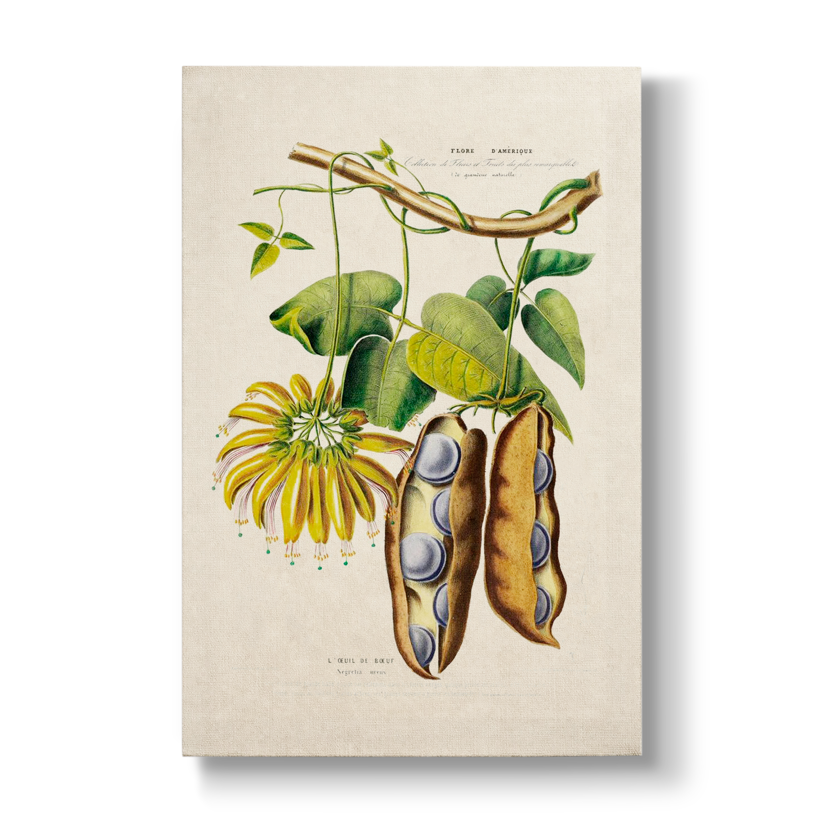 Negretia urens - Botanical Print