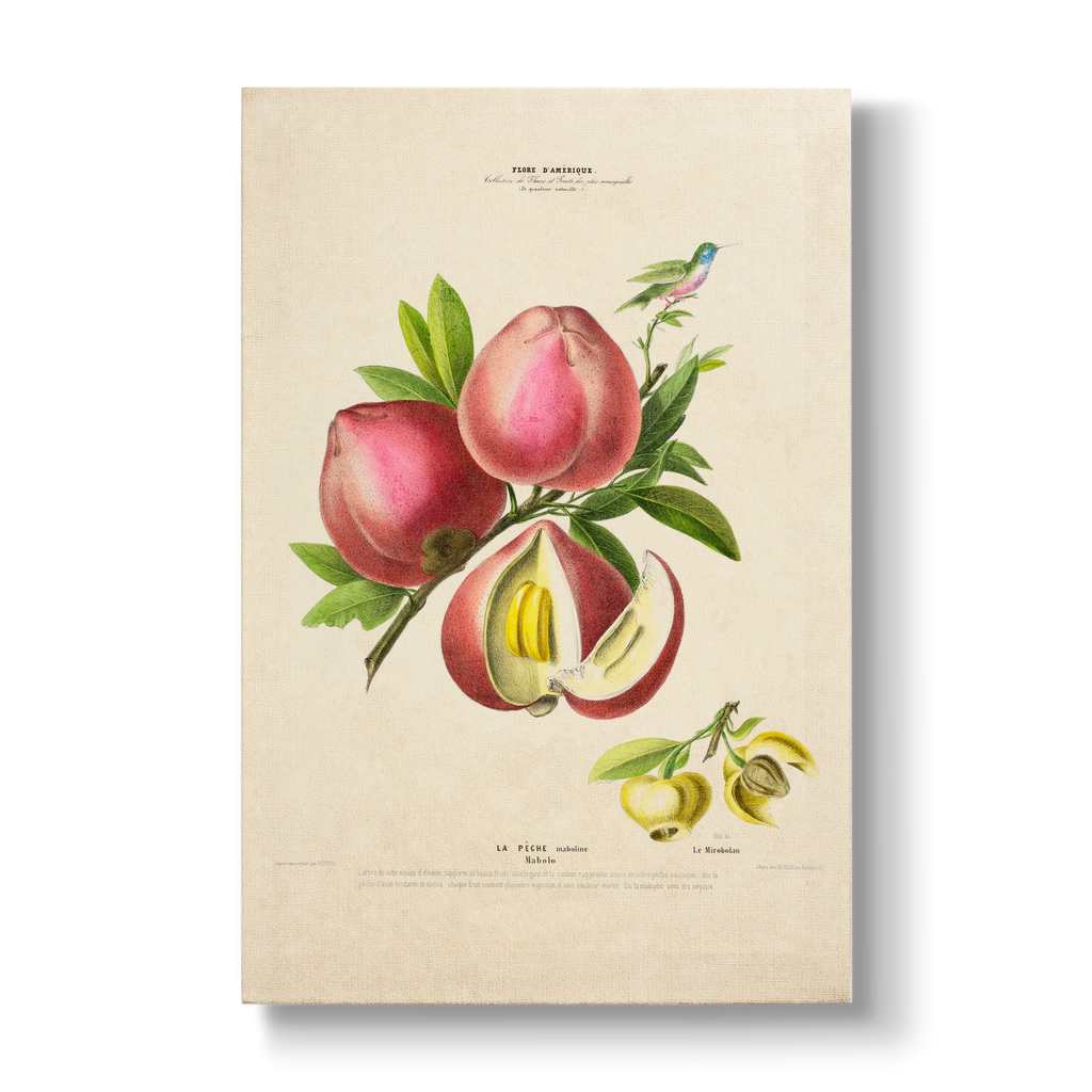 Diospyros blancoi - Botanical Print