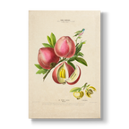 Diospyros blancoi - Botanical Print