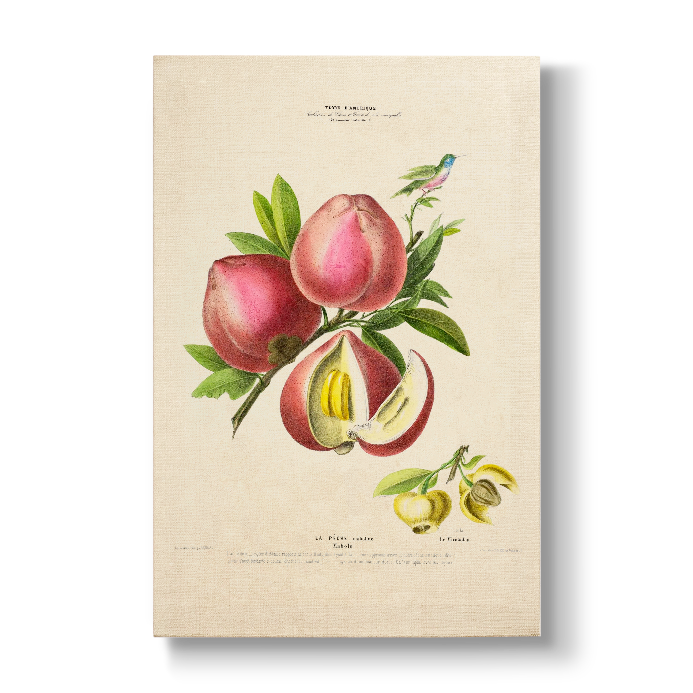 Diospyros blancoi - Botanical Print
