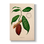 Theobroma cacao L. - Botanical Print