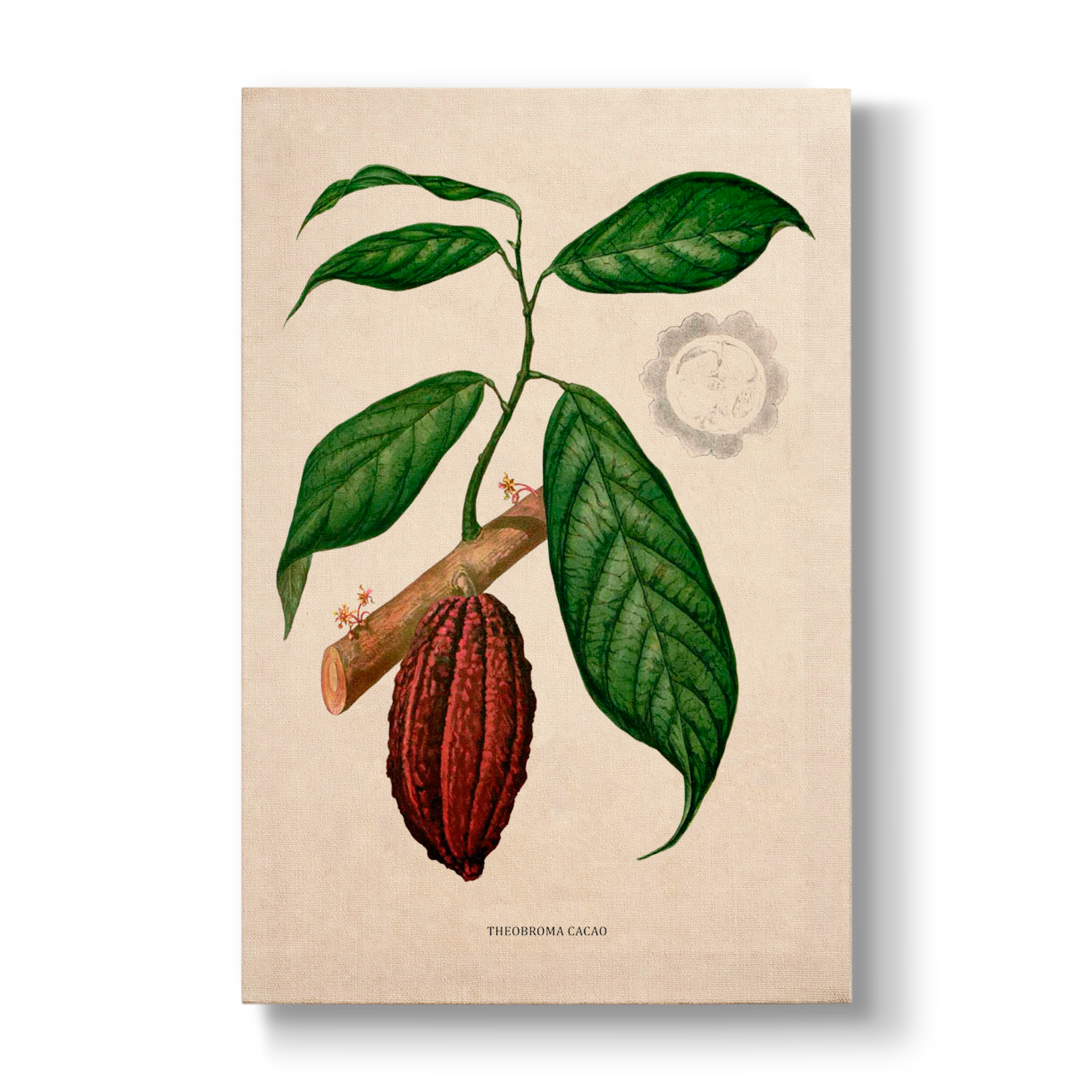 Theobroma cacao L. - Botanical Print