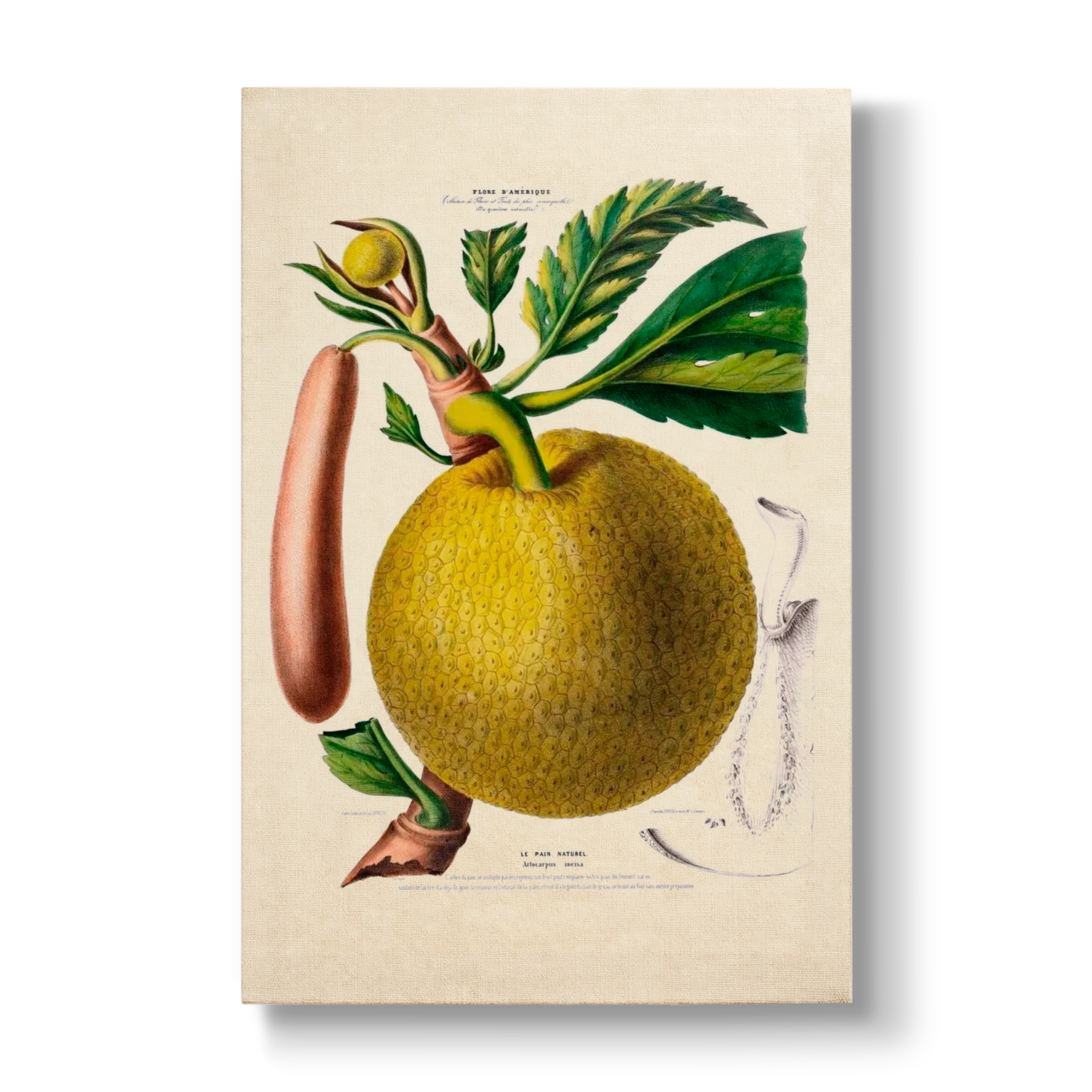 Artocarpus incisa - Botanical Print