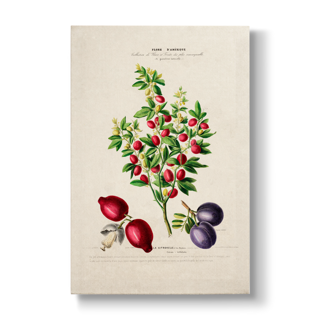 Citros trifoliata - Botanical Print