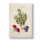 Citros trifoliata - Botanical Print