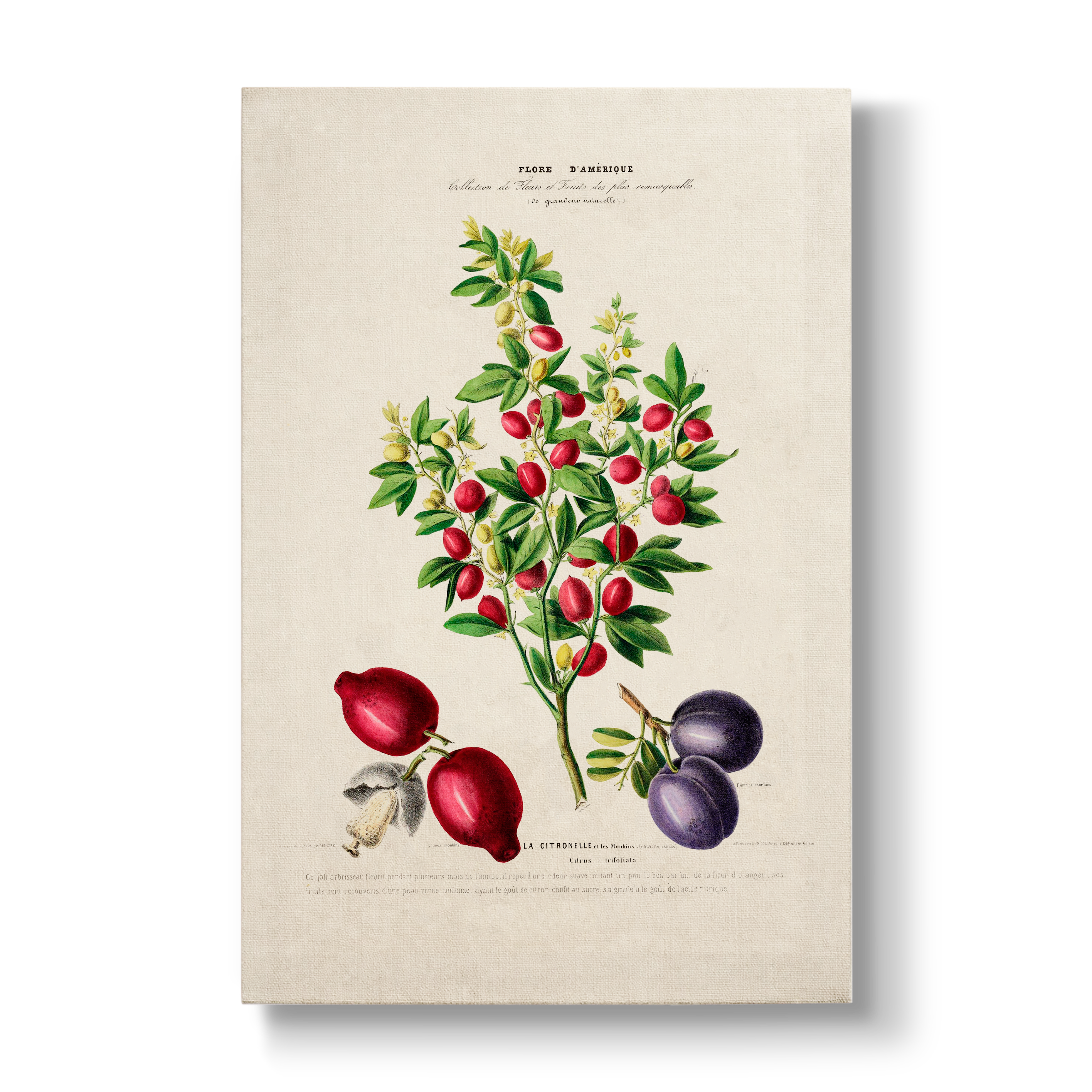 Citros trifoliata - Botanical Print