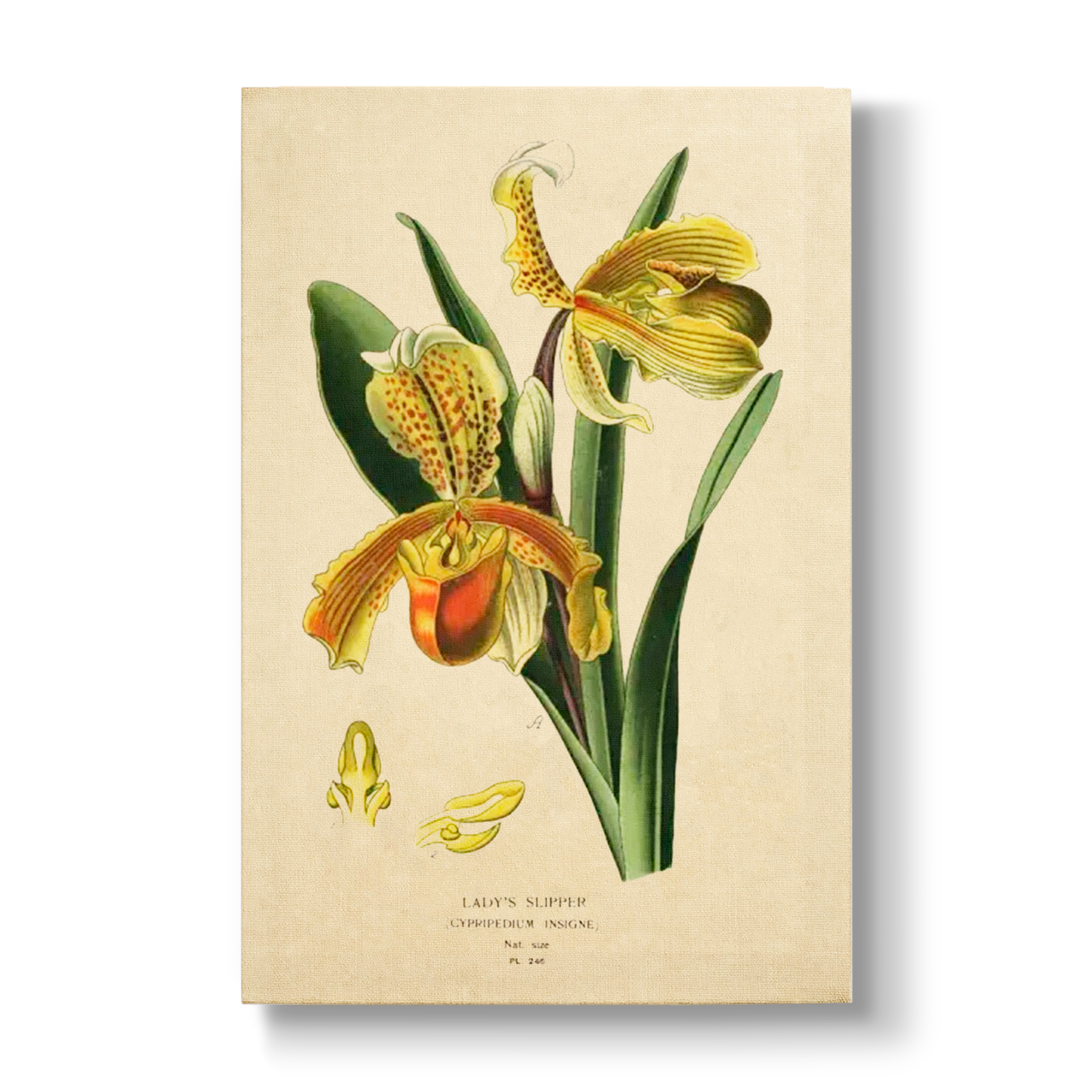 Lady's Slipper - Botanical Print