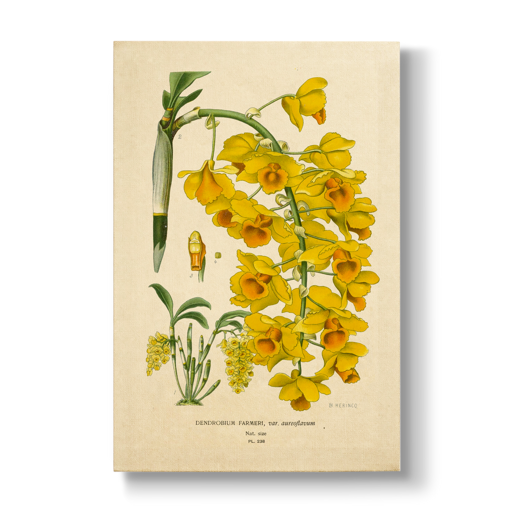 Dendrobium Farmeri - Botanical Print