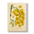 Dendrobium Farmeri - Botanical Print