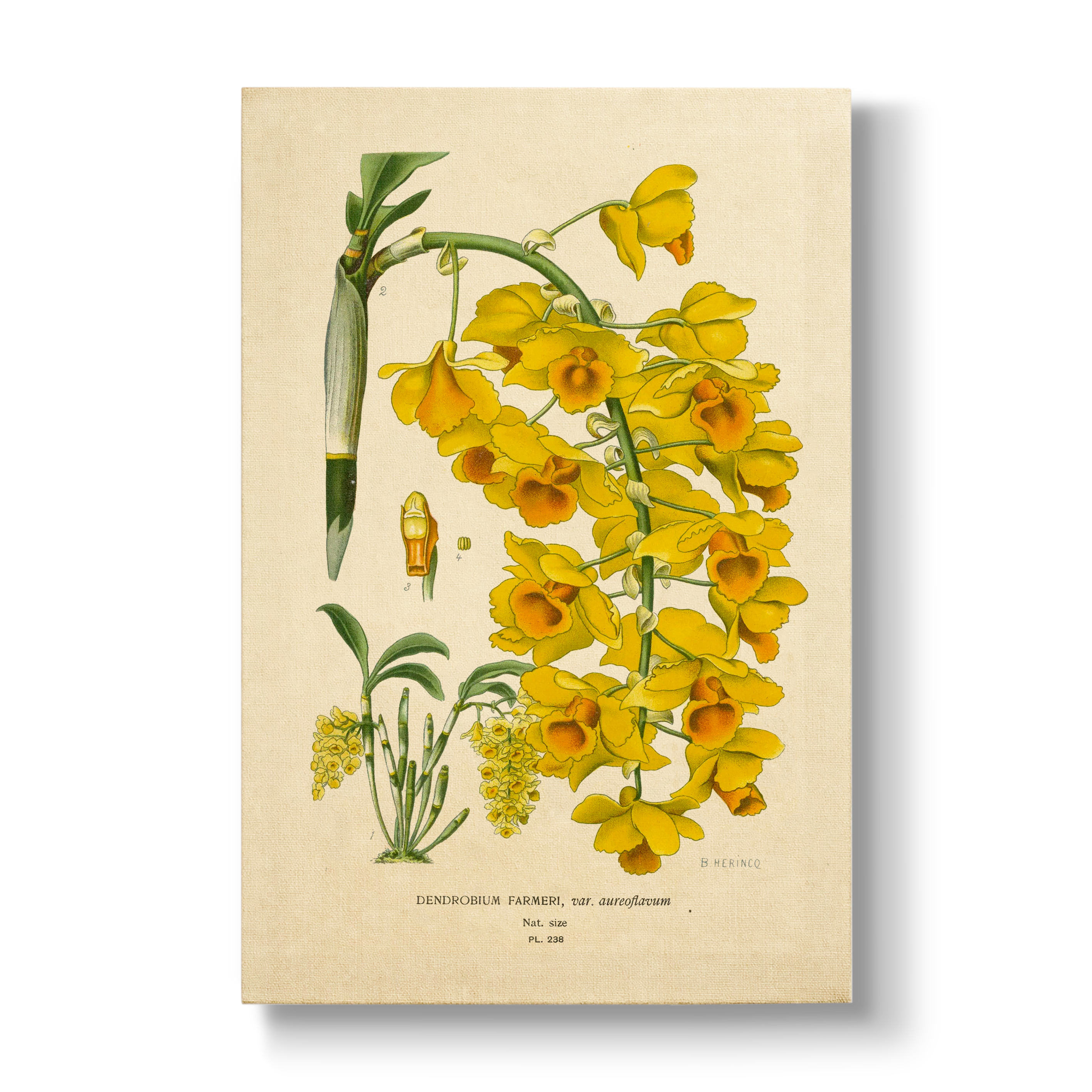 Dendrobium Farmeri - Botanical Print