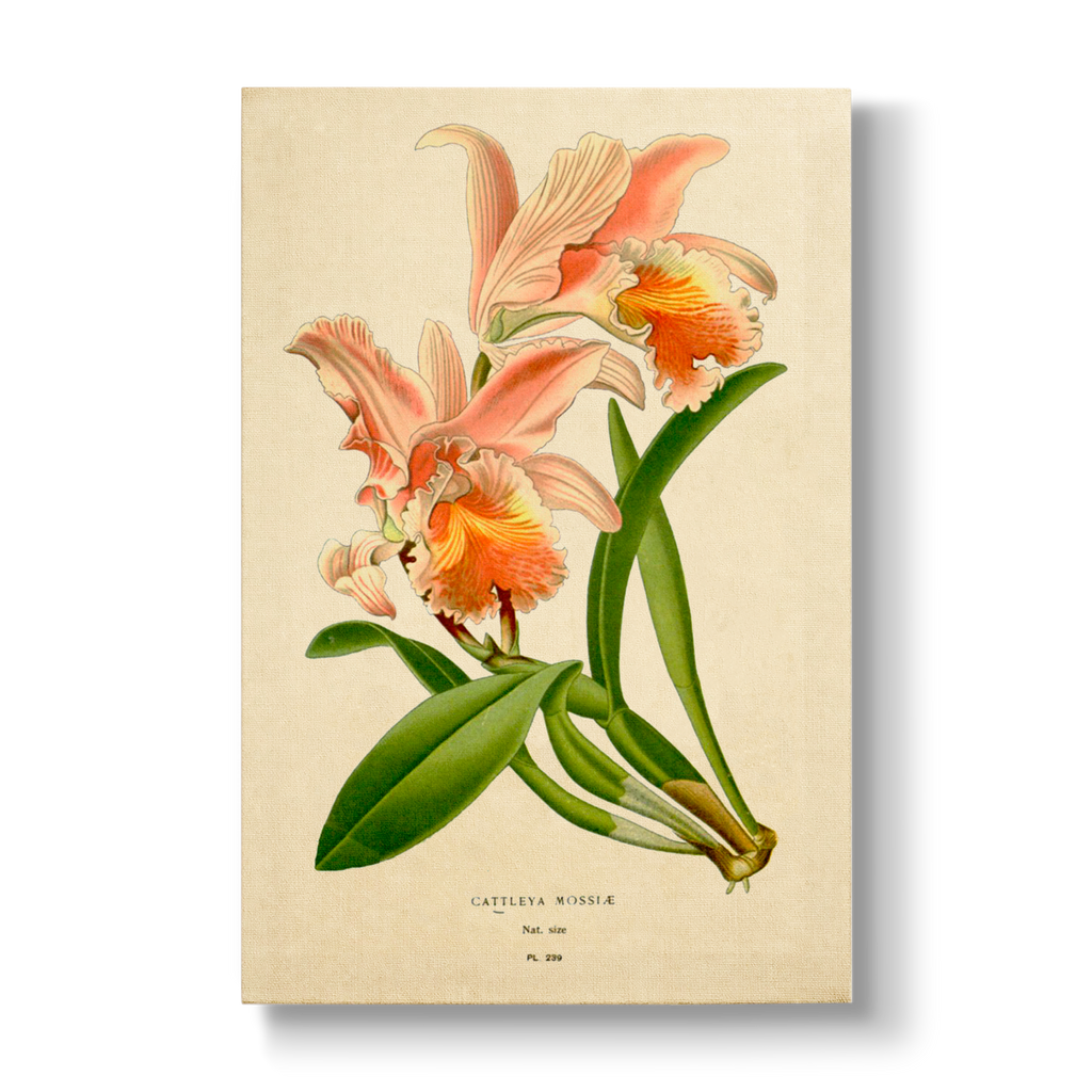 Cattleya mossiae - Botanical Print