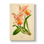 Cattleya mossiae - Botanical Print
