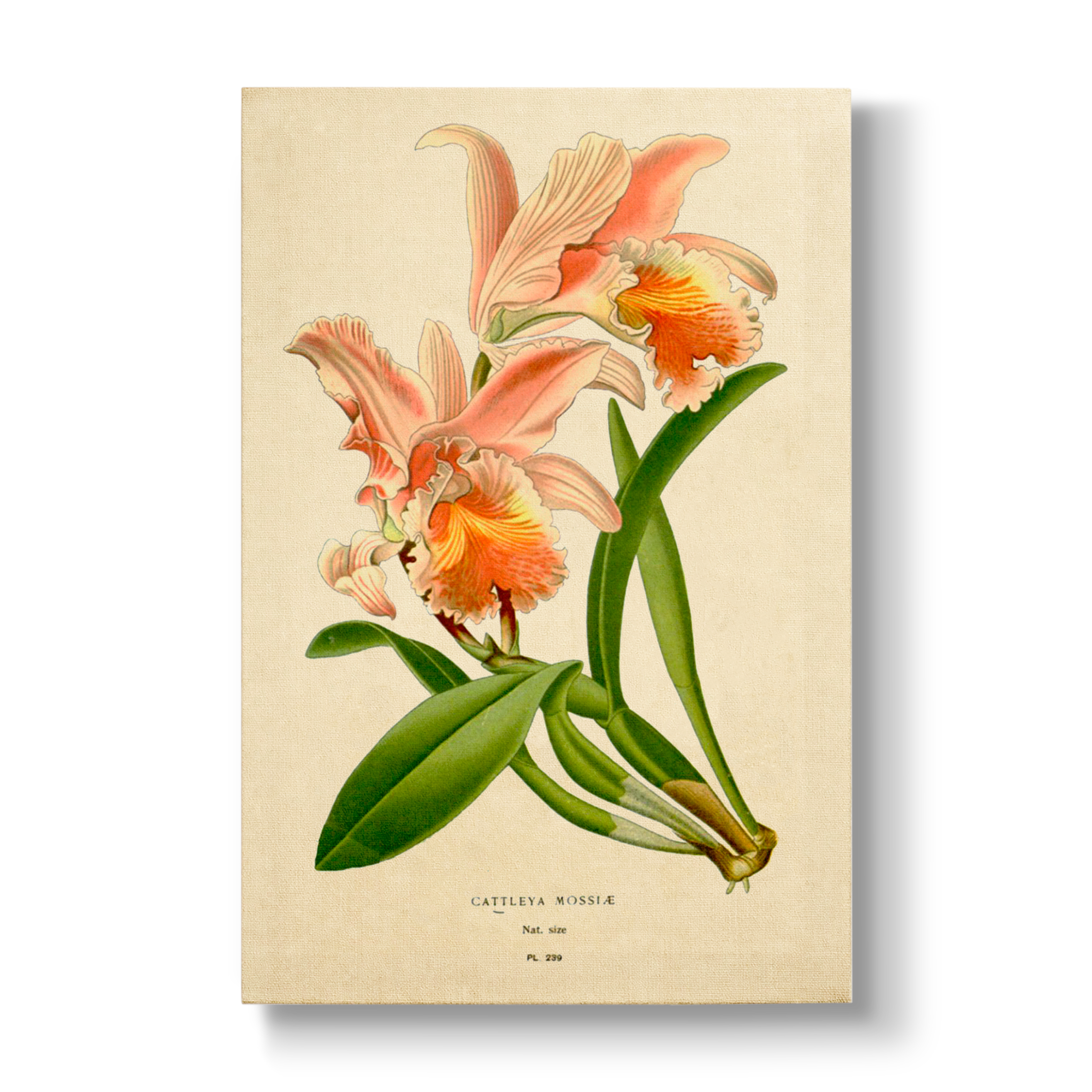 Cattleya mossiae - Botanical Print
