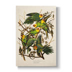 Carolina Parrot - Botanical Print