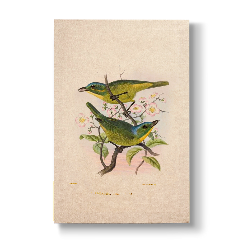 Vireolanius pulchellus - Botanical Print