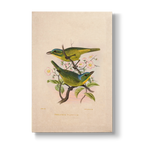Vireolanius pulchellus - Botanical Print