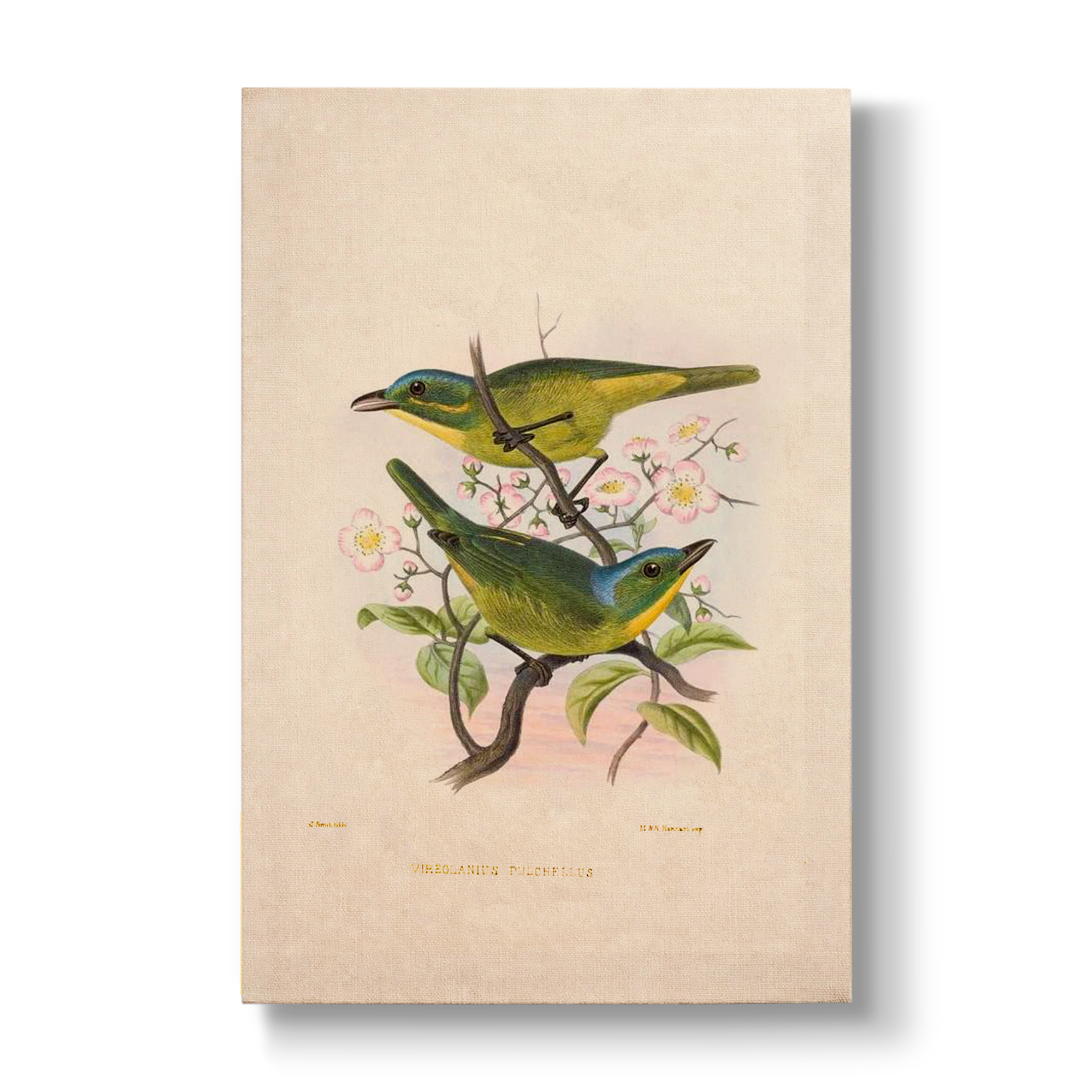 Vireolanius pulchellus - Botanical Print