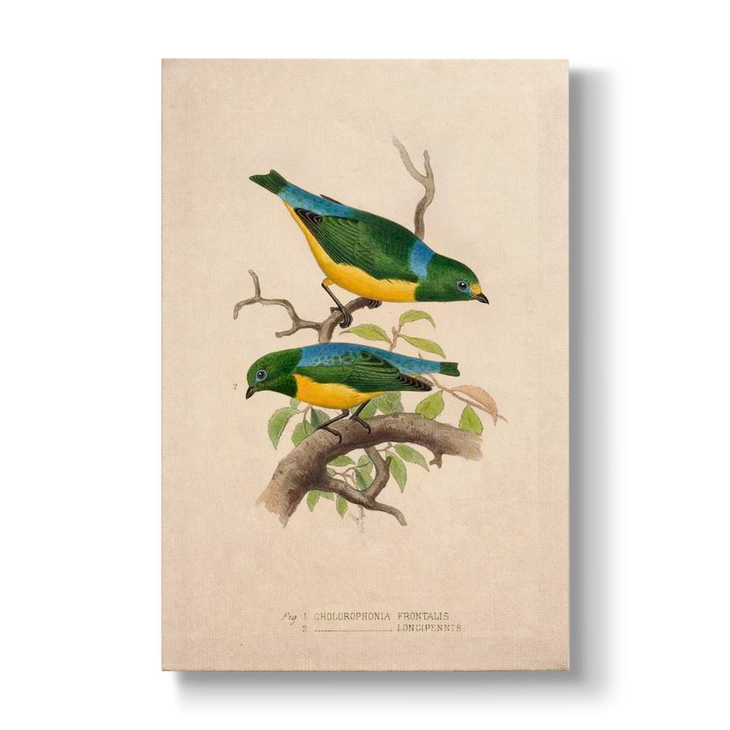Chlorophonia frontalis & longipennis - Botanical Print