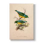 Chlorophonia frontalis & longipennis - Botanical Print