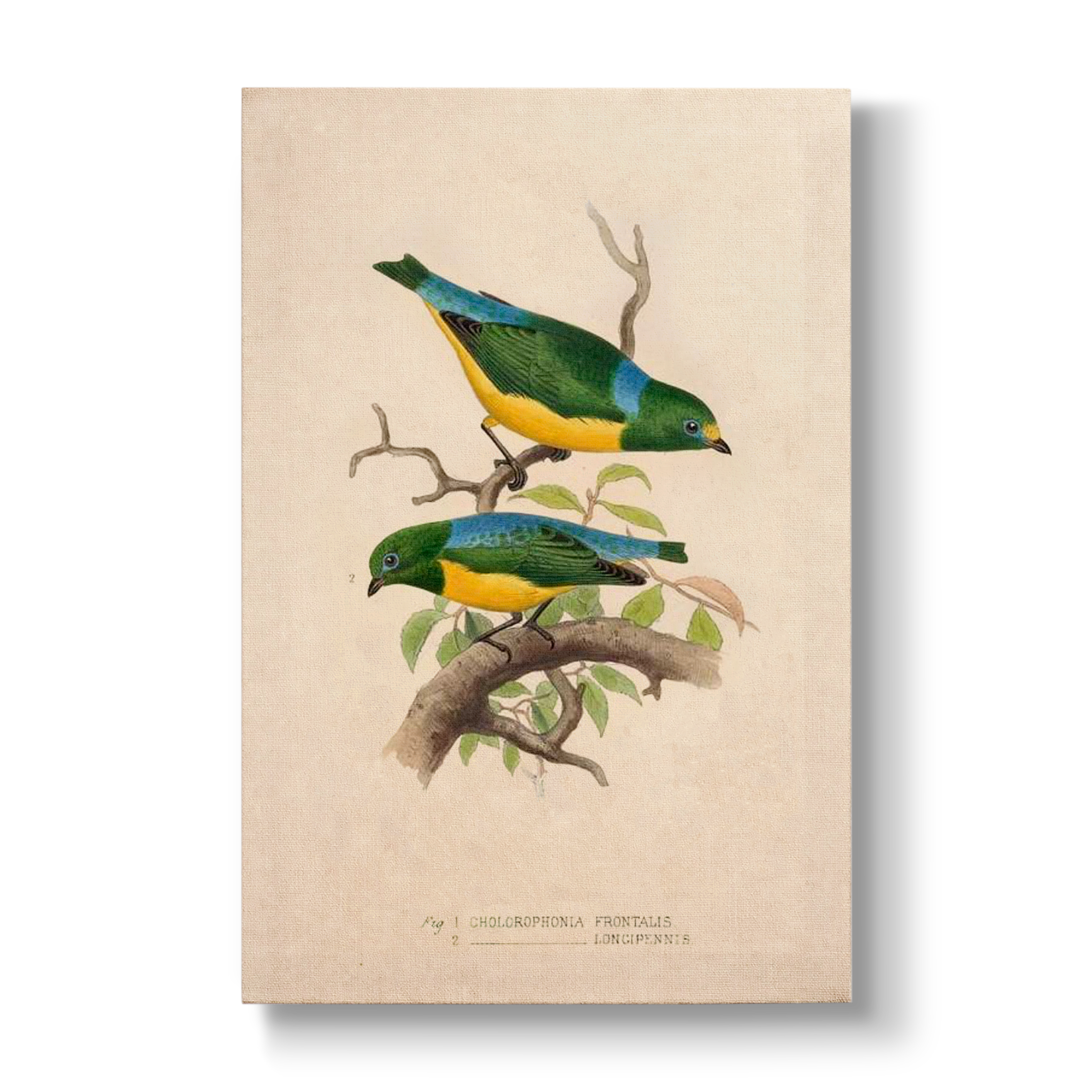 Chlorophonia frontalis & longipennis - Botanical Print