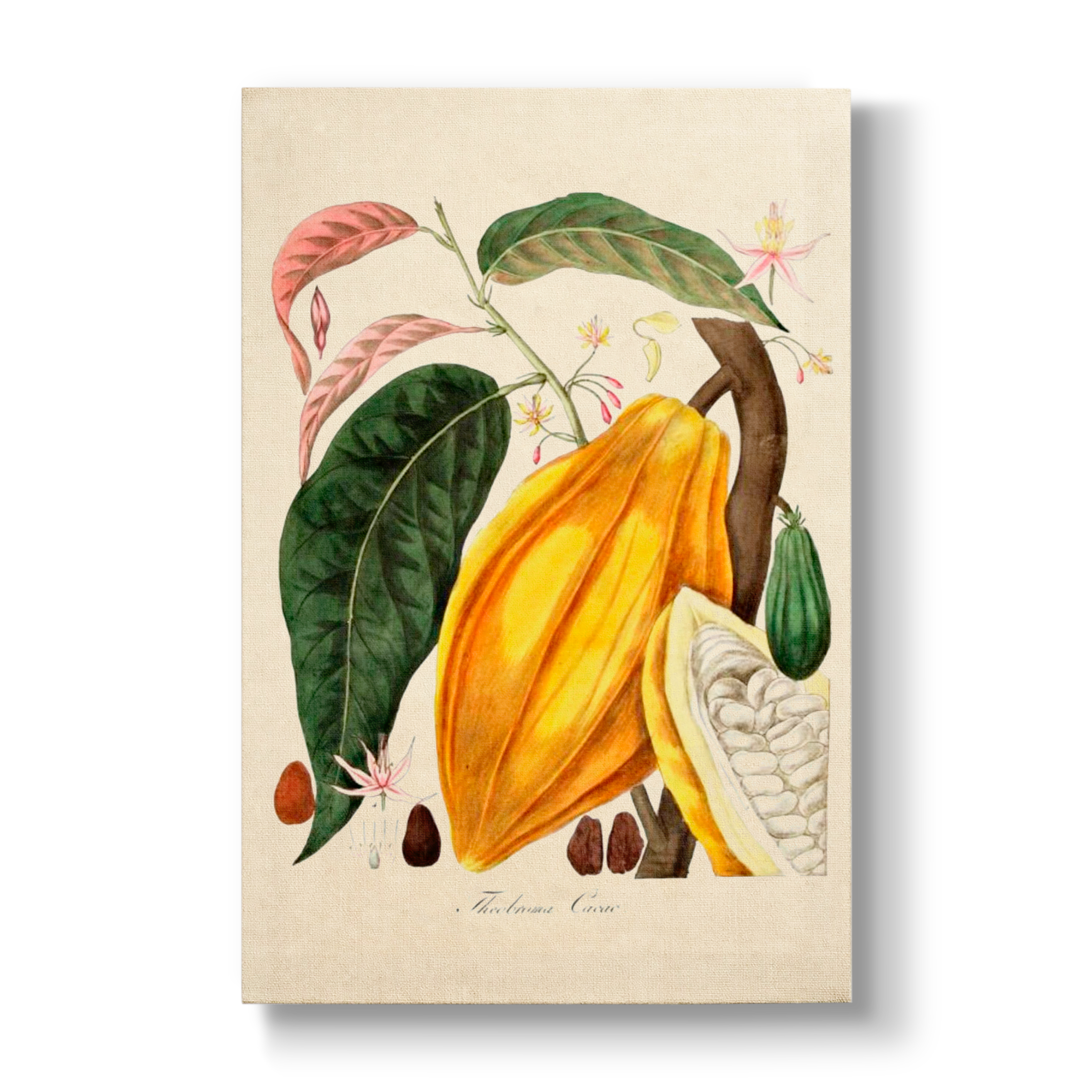 Theobroma cacao - Botanical Print