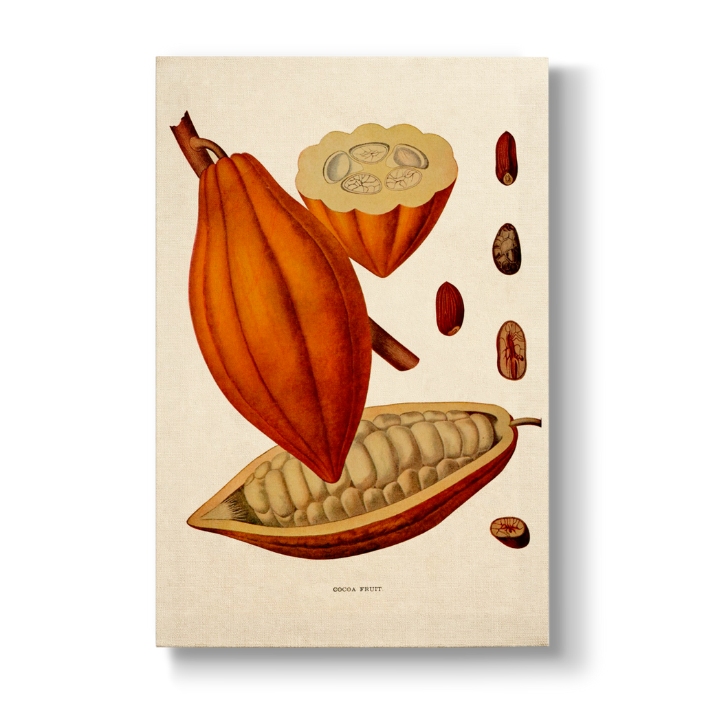 Cocoa Fruit - Botanical Print