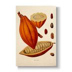 Cocoa Fruit - Botanical Print