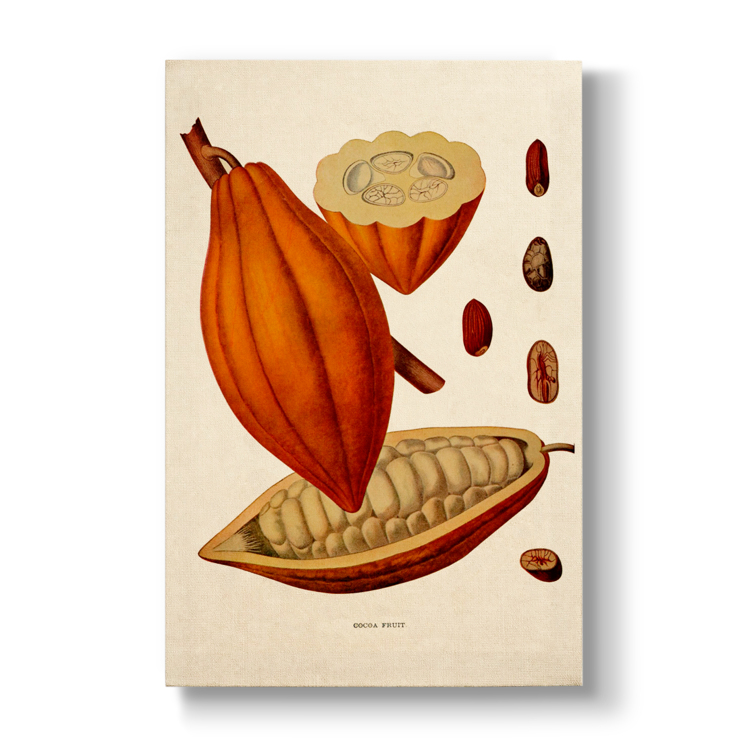 Cocoa Fruit - Botanical Print